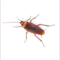 cockroach