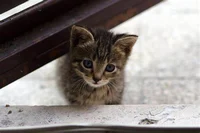 Abandoned Kitten