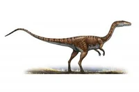 Coelophysis