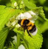 Bee