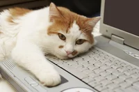 Annoying Cat