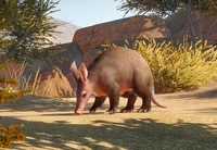 aadvark 
