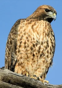 Great Hawk TheTerror