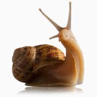 Snail