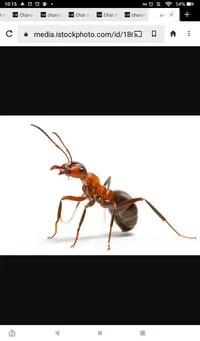 Ant