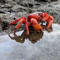 Crab