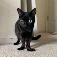 Jinx the cat