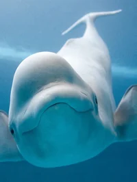 Beluga whale fren