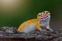 Leopard gecko
