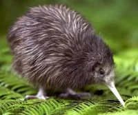 Mr Kiwi Bird