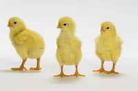 Chicks