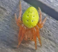 Cucumber spider