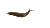 Slug