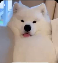 Samoyed Puppy