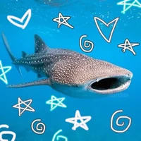 Whale shark fren