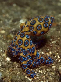 Blue ring octopus 