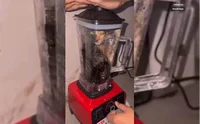 cat and the blender