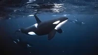 Orca
