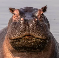 Hippopotamus