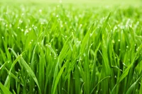 Grass
