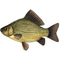 crucian carp