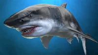 Megalodon
