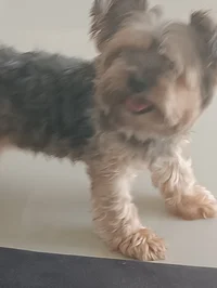 Erik