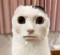 Pet Cat Remake