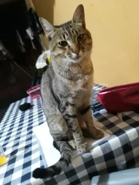Gato de rua