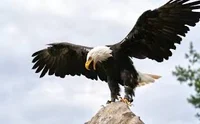 Eagle