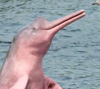 Amazon River Dolphin