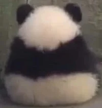angy panda