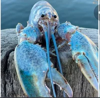 The Ohio butt ticklr