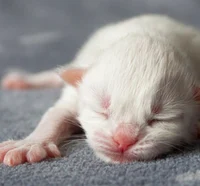 Newborn kitten