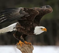 A Bald Eagle