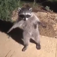 Raccoon Fren