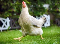 Feathered chicken