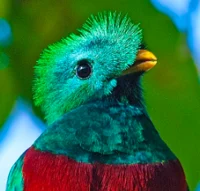 Resplendent Quetzal 
