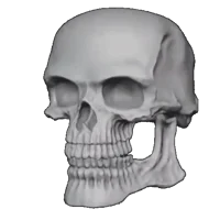 Skull