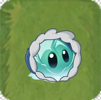 Iceberg lettuce