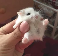 Dwarf hamster