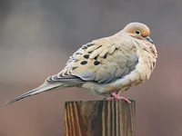 Mourning Dove