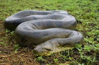 Green anaconda 