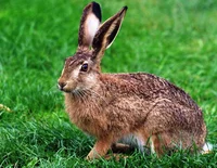 Hare