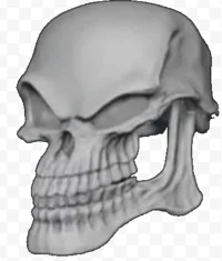 Skull