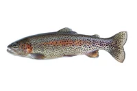trout