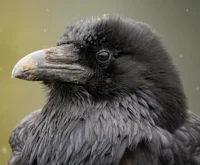 Common Raven