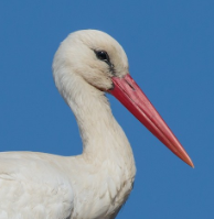 White stork