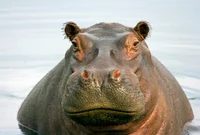 Hippopotamus 