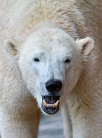 Polar bear 